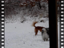 puppies in snow.avi