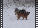 puppies in snow2-1300kbs.avi